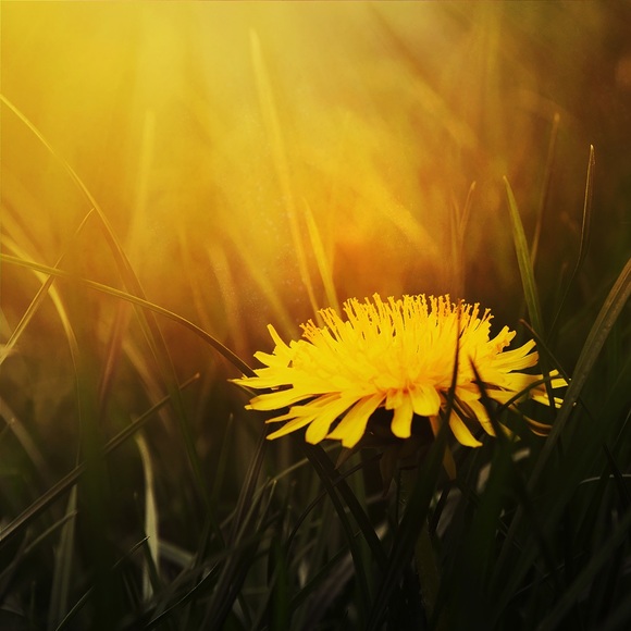 Meet your Posher! - Picture 2 of 2